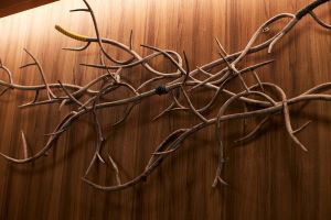 Airplants West Coast